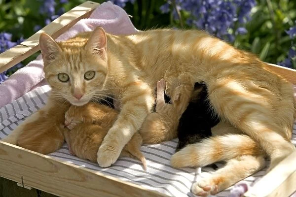 Cat - ginger tabby with kittens suckling