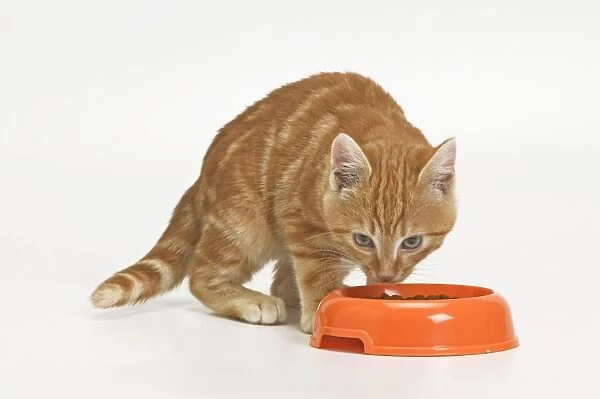 Cat - ginger tabby in studio eating from bowl