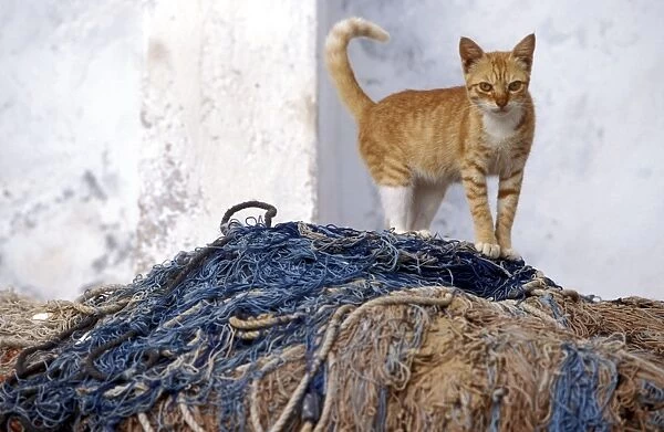 Cat - ginger tabby & white on top of fishing nets. Lamu - Kenya - Africa