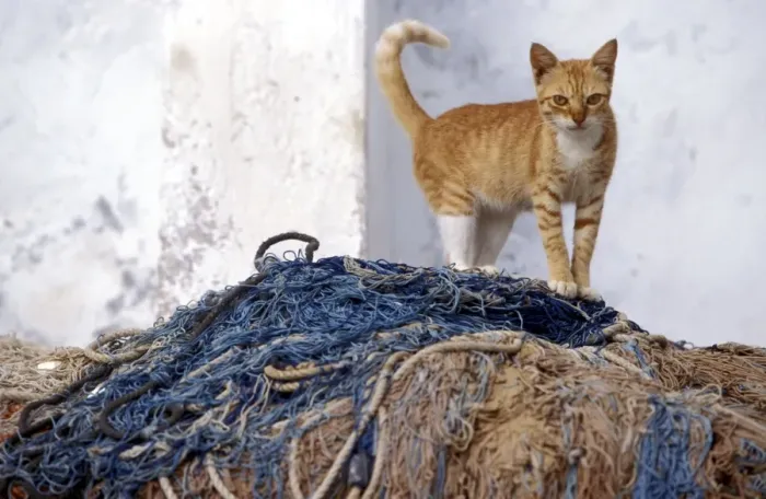 Framed Print : Cat - ginger tabby & white on top of fishing nets. Lamu - Kenya - Africa Framed Print : Cat - ginger tabby & white on top of fishing nets. Lamu - Kenya - Africa