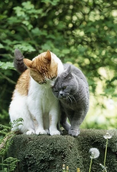 Cat - Ginger & White & Blue Cat on tree stump