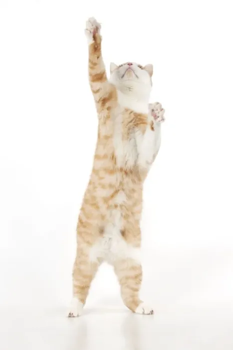 Framed Print : CAT - Ginger and white cat standing on it back legs Framed Print : CAT - Ginger and white cat standing on it back legs