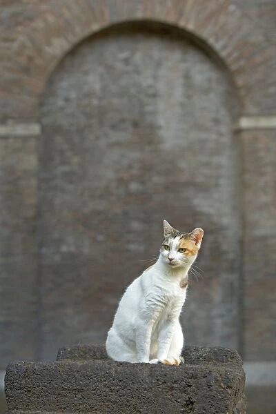 Cat - Ginger and white cat on stone wall - pyramid of Caius Cestius - Rome - Italy