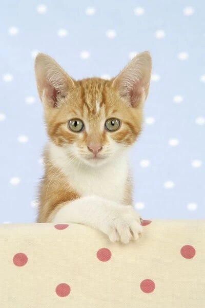 Cat - Ginger & White kitten