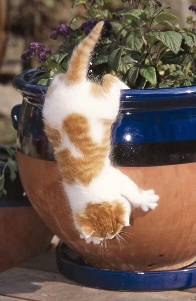 Cat Ginger & White Kitten climbing down flower pot