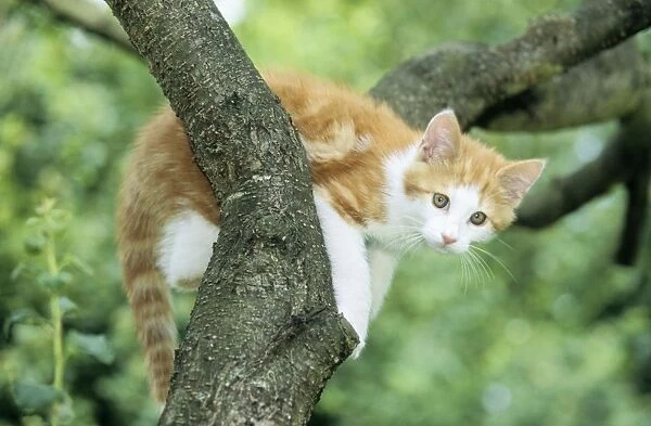 Cat - Ginger & White Kitten on tree