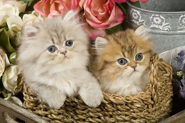 Cat - Golden shaded & blue shaded Persian kittens