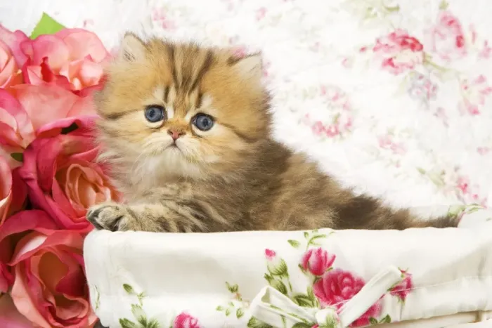 Framed Print : Cat - Golden shaded Persian kitten Framed Print : Cat - Golden shaded Persian kitten