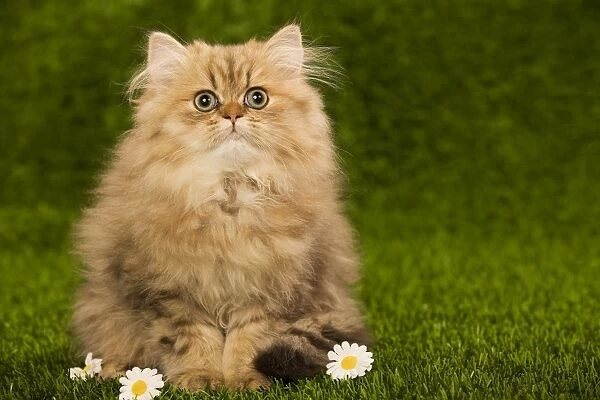 Cat - Golden shaded persian kitten