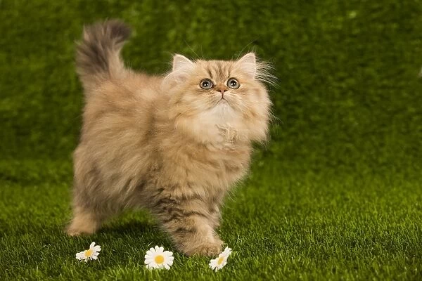 Cat - Golden shaded persian kitten