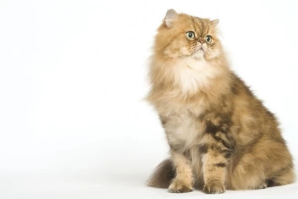 Cat - Golden Shaded Persian in studio