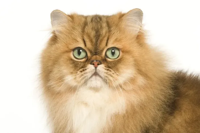 Framed Print : Cat - Golden Shaded Persian in studio Framed Print : Cat - Golden Shaded Persian in studio