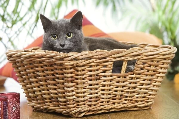 Cat - grey cat in basket