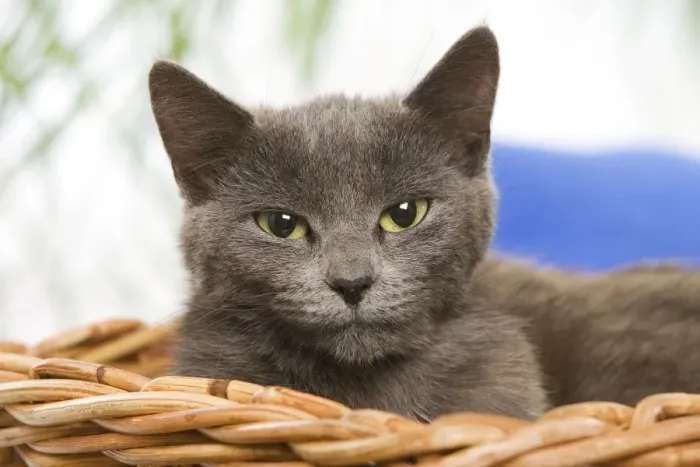 Framed Print : Cat - grey cat in basket Framed Print : Cat - grey cat in basket