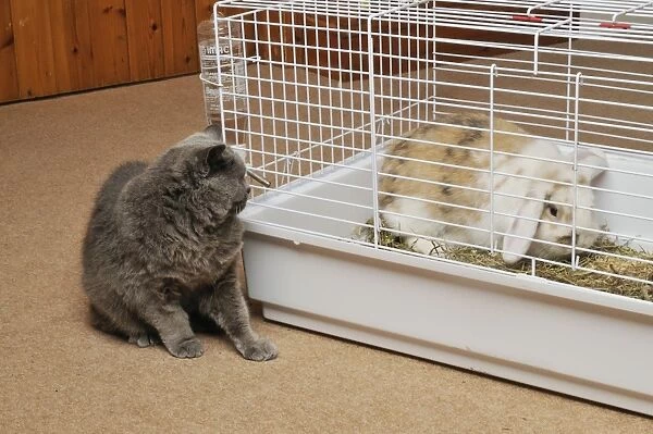 Cat - Grey cat looking at Rabbit in cage