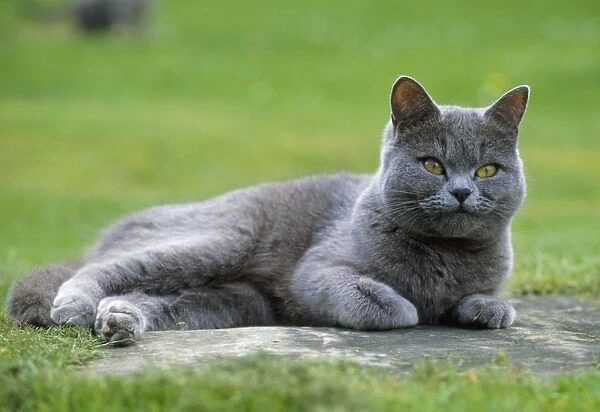 Cat - grey cat lying down in the garden