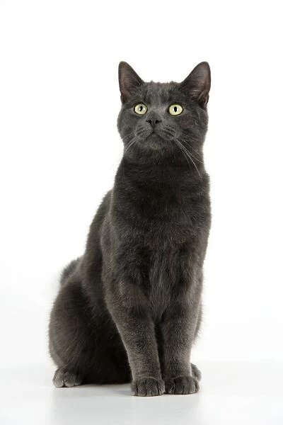 Cat - grey cat sitting
