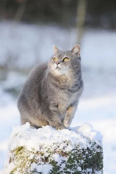 Cat - Grey Cat on snow covered stump