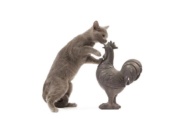 Cat - grey cat in studio investigating garden ornament of a cockerel