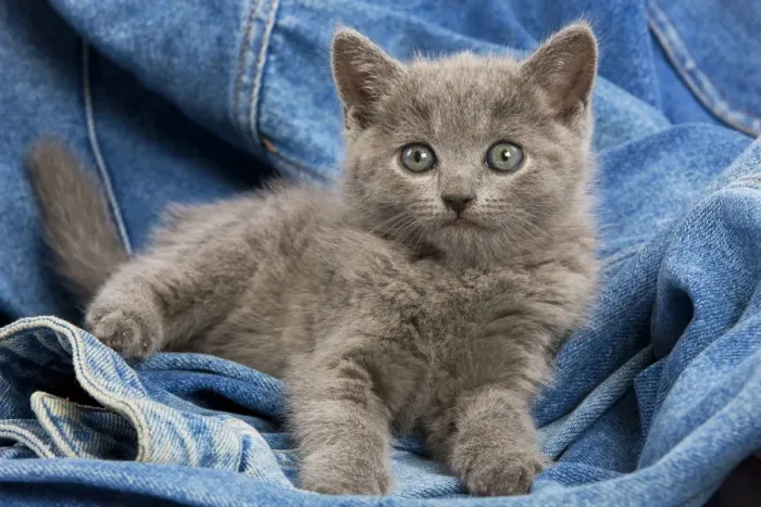 Framed Print : Cat - grey Chartreux kitten on jean material Framed Print : Cat - grey Chartreux kitten on jean material