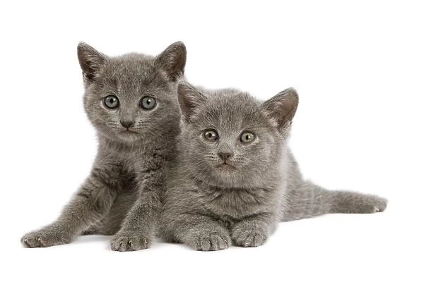Cat - two grey Chartreux kittens in studio