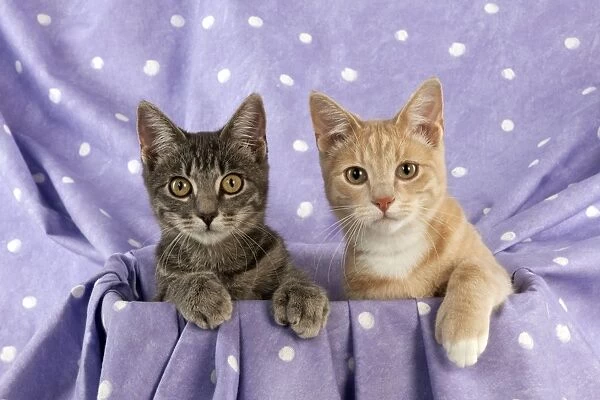 CAT - Grey and ginger tabby cats sitting together