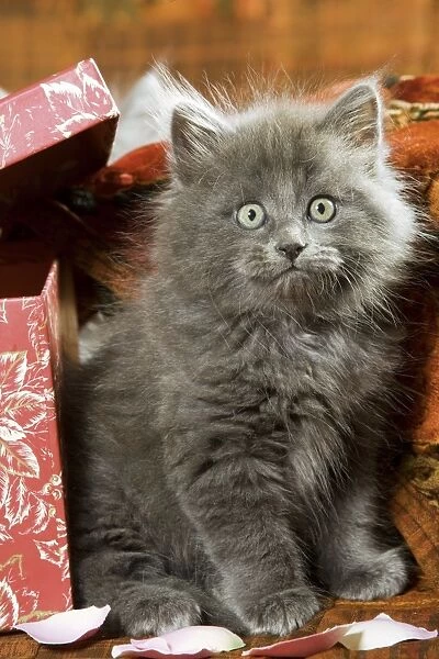 Cat - grey kitten