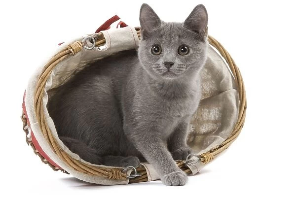 Cat - grey kitten in basket