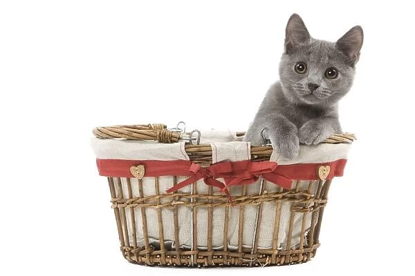 Cat - grey kitten in basket