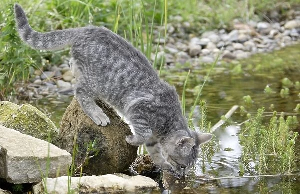 Cat - grey kitten drinking from stream