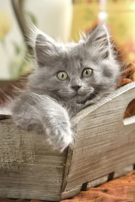 Framed Print : Cat - Grey kitten lying in wooden box Framed Print : Cat - Grey kitten lying in wooden box