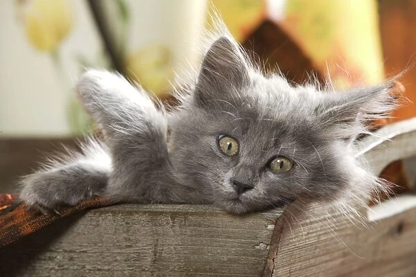 Cat - Grey kitten lying in wooden box