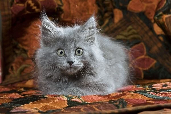 Cat - Grey Kitten - two months old