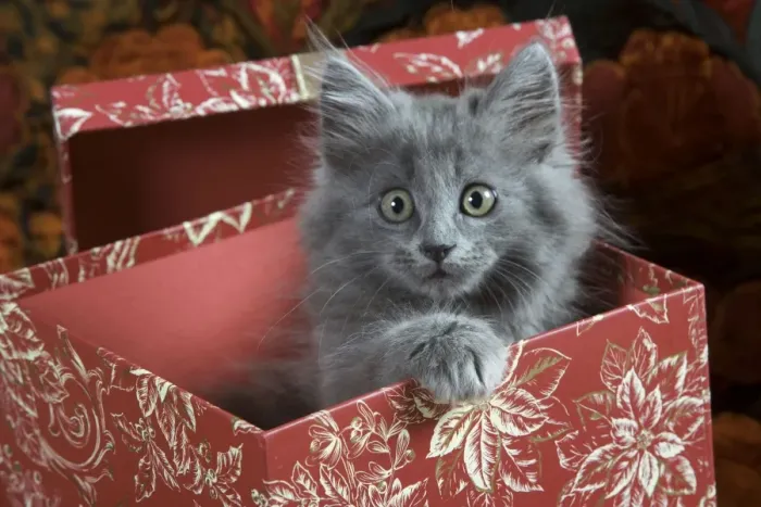 Framed Print : Cat - Grey Kitten - two months old