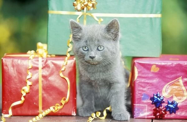 Cat Grey kitten amongst presents