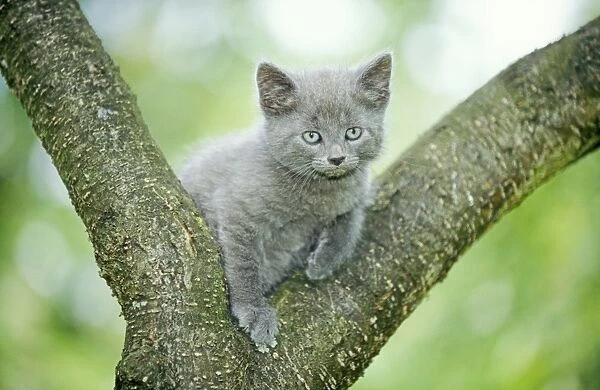 Cat Grey kitten in tree