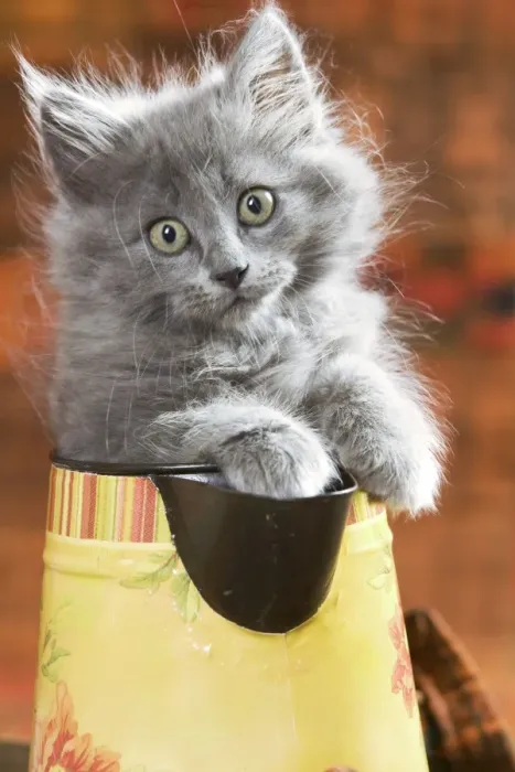Framed Print : Cat - Grey kitten in water jug Framed Print : Cat - Grey kitten in water jug