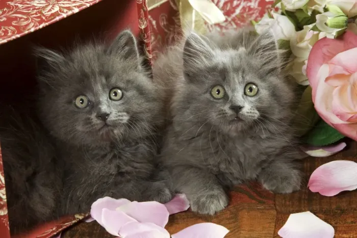 Framed Print : Cat - two Grey Kittens Framed Print : Cat - two Grey Kittens