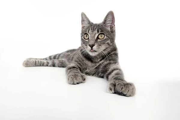 CAT - Grey tabby cat showing foot with extra toe (six)