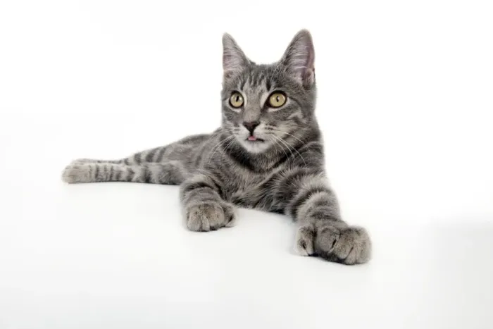 Framed Print : CAT - Grey tabby cat showing foot with extra toe (six) Framed Print : CAT - Grey tabby cat showing foot with extra toe (six)
