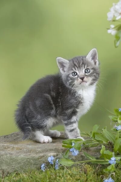 Cat - Grey Tabby kitten in flowers