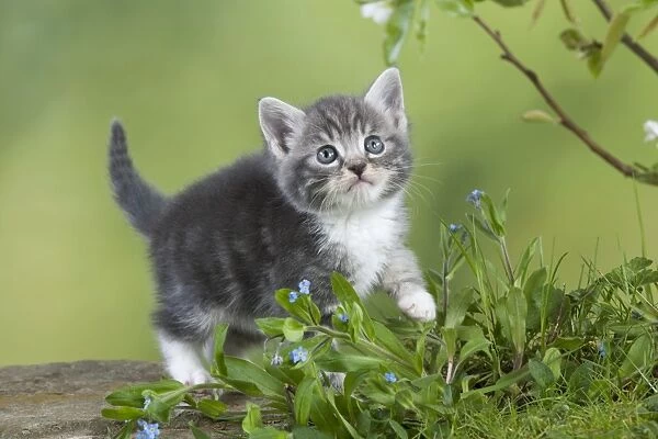 Cat - Grey Tabby kitten in flowers