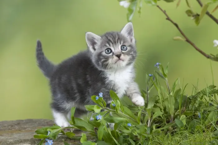 Framed Print : Cat - Grey Tabby kitten in flowers