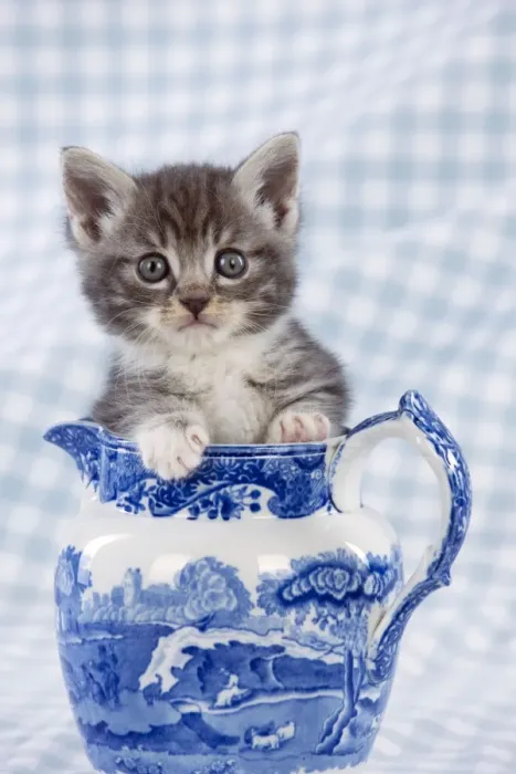 Framed Print : Cat - Grey Tabby kitten sitting in china jug Framed Print : Cat - Grey Tabby kitten sitting in china jug