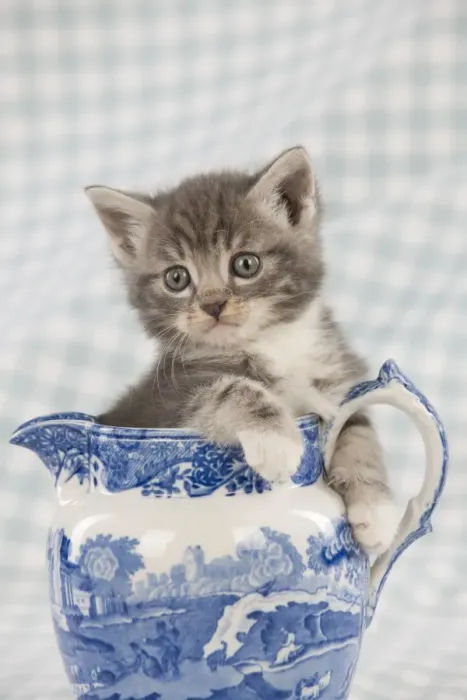 Framed Print : Cat - Grey Tabby kitten sitting in china jug Framed Print : Cat - Grey Tabby kitten sitting in china jug