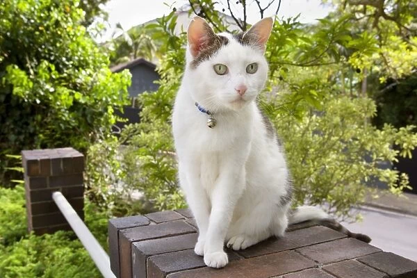 Cat - a grey and white cat sits on a pillar - Australia