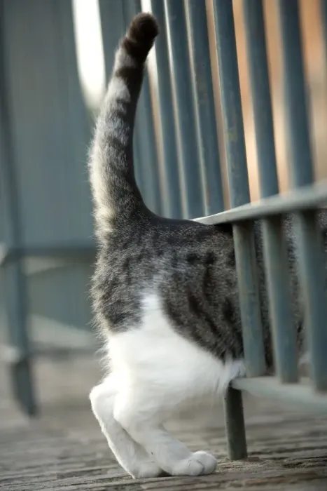 Framed Print : Cat - Grey and white cat walking through gap in railings - Rome Framed Print : Cat - Grey and white cat walking through gap in railings - Rome