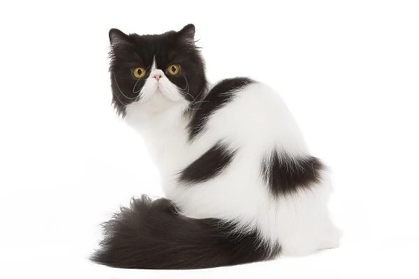 Cat - Harlequin Persian - black & white in studio