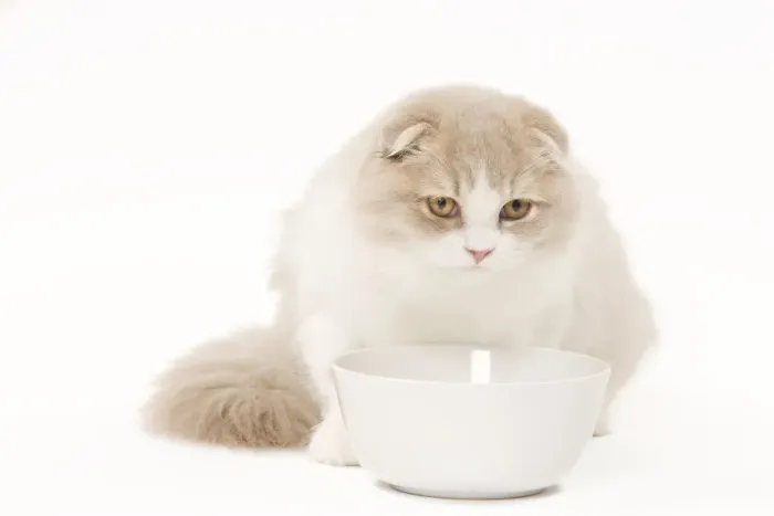 Framed Print : Cat - Highland Fold in studio with food bowl Framed Print : Cat - Highland Fold in studio with food bowl
