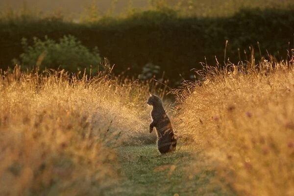 Cat - on hind legs hunting in the morning sunlight - Cumbria - UK